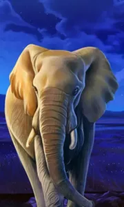 African Elephant